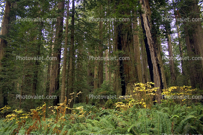 Forest, Ferns, Prairie Creek Redwoods State Park