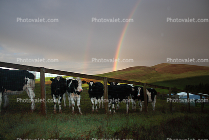 Cows, Sonoma County, Beef Cows