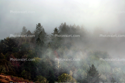 Sunset, Fog, Mystical, Surreal, Twilight, Coleman-Valley Road, Sonoma County