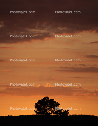 sunset, trees, Sonoma County
