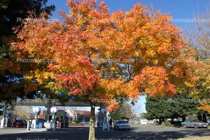 Autumn, Sonoma County
