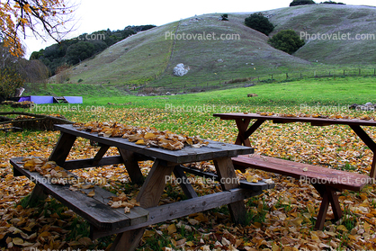 Picnic Bench, Sonoma County, Hills, Hillside