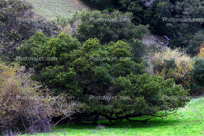 Trees, Sonoma County
