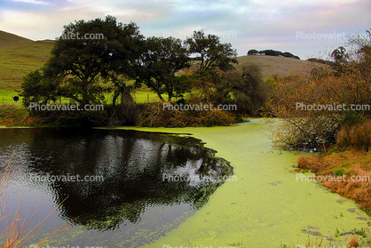 Pond, Lake, Reservoir, Sonoma County, water