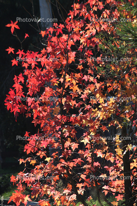 Autumn Leaves, tree, Sonoma County