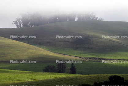 Trees, rolling Hills, Two-Rock, smooth, Sonoma County