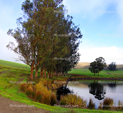 Trees, Hills, Pond, Reflection, Reservoir, Lake, Water