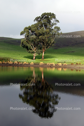 Trees, Hills, Pond, Reflection, Reservoir, Lake, Water