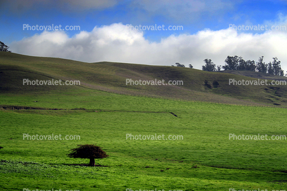 Hills, Fields, Clouds, Trees, Two-Rock, Sonoma County