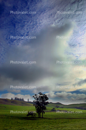 Hills, Fields, Clouds, Eucalyptus Trees