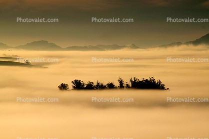 Hills, Trees, Fog, Clouds, Morning, Eucalyptus Trees