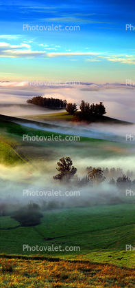 Morning, Hills, Trees, Fog, Clouds, Eucalyptus Trees, bookmark