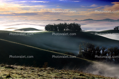 Morning, Hills, Trees, Fog, Clouds, Eucalyptus Trees, Mountains