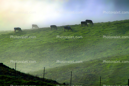 Grazing Cows, Morning, Fog, Hills, Clouds, bucolic, fence