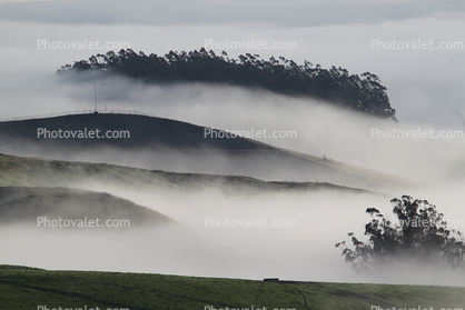 Hills, Fog, Clouds, Morning, Eucalyptus Trees