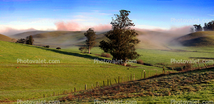 Hills, Fog, Clouds, Morning, Eucalyptus Trees, fence