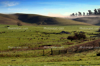 Hills, Trees, Morning, Fog, Fence, Cows