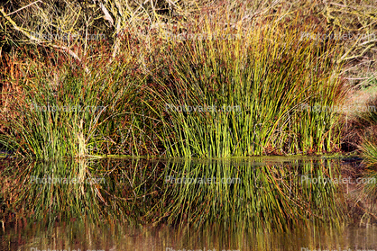 Pond, Reflection, lake, water, reservoir