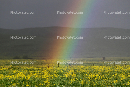 Rainbow, Yellow Flower Fields, hills, clouds