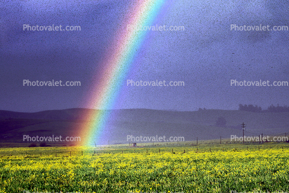 Rainbow, Yellow Flower Fields, hills, clouds, raincloud
