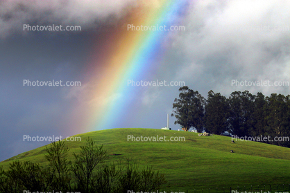 Rainbow, Fields, hills, clouds, Eucalyptus Trees