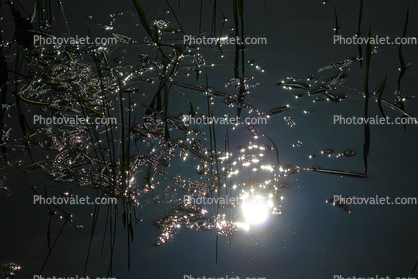 Pond, Water, Reflection, Sun Glint, sparkle