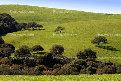 Hills, Grass Fields, Trees