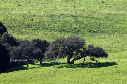Tree, Field, Shadow, Hills