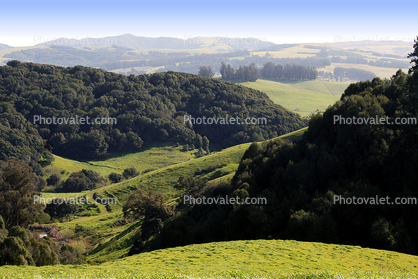 Hills, Grass Fields, Trees, Forest, Valley