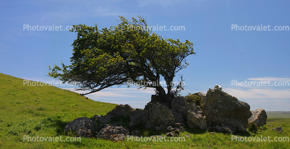 Tree in a Rock, Bodega, Sonoma County