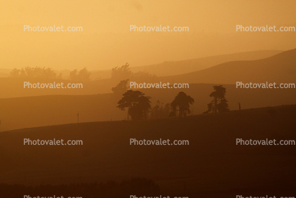 Eucalyptus Trees, Sonoma County, Bloomfield, Sunset, sunrise, clouds