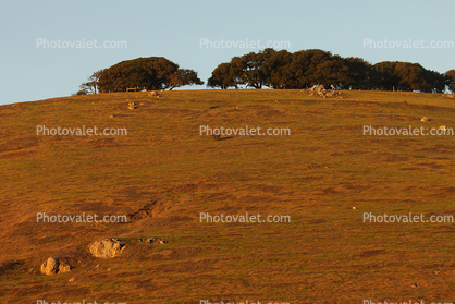 Hills, Trees, Sunset, Two-Rock, Sonoma County
