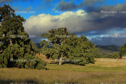 Oak Tree, Bolinas, Marin County, California