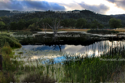 Wetlands, lake, pond, reeds, Marin County, California, water