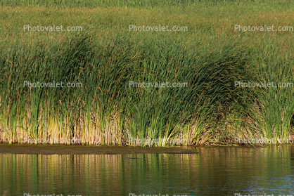 Wetlands, reeds, plants, Novato, California, Marin County