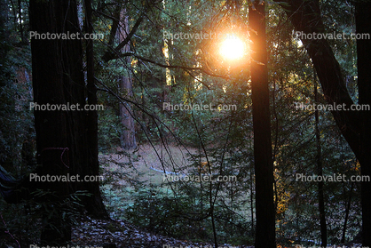 In the dark mystical redwood forest