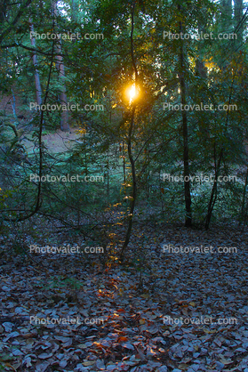 Sun Poking Thru a dark mystical redwood forest