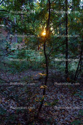 Sun Thru a dark mystical redwood forest