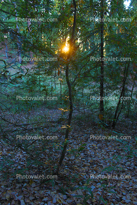 Sun Poking Thru a dark redwood forest