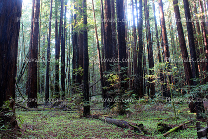 Clover Field, Redwood Trees, Forest