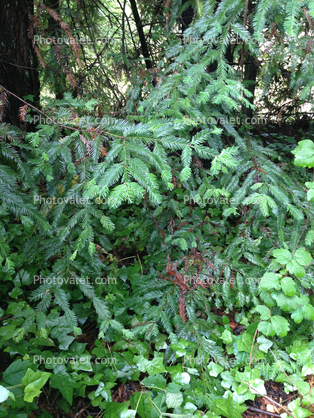 pine needles, ivy