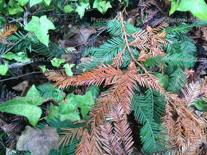 Ivy, Redwood pine needles