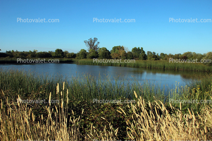 Kelly Pond, Laguna De Santa Rosa, wetlands, Sonoma County Regional Park