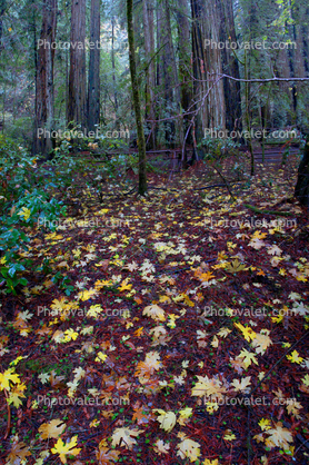 Autumn Leaves on the forest floor
