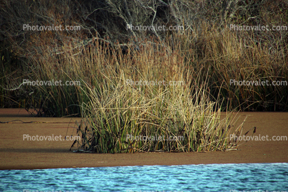 Marsh, reeds, wetland, Marin County