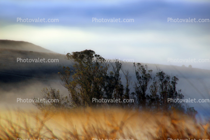 Fog, Valley, early morning, sun, Sonoma County south into Marin County hills, trees, hills