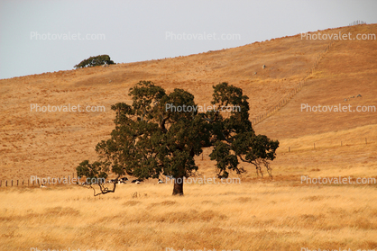 Golden Hills in the Summer with an Oak Tree