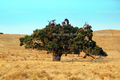Oak Tree in the Golden Hills, Summer