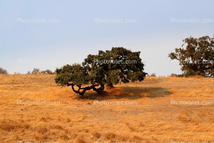 Oak Tree in the Golden Hills, Summer