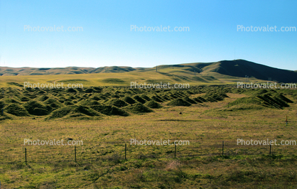Mima Mounds, hogwallow, enigmatic low hummocks, bumps, along Interstate, Highway I-5, near Tracy 